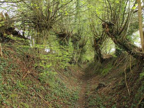L'allée des Trognes