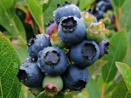 Libre cueillette de Myrtilles