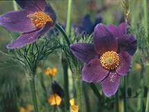 CIRCUIT PEDESTRE "ANEMONE" - MAMERS