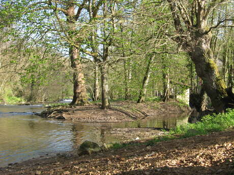 Sentier libellule au bord de la rivière
