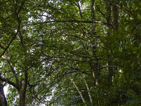 MONTAUDIN - RANDONNÉE - CIRCUIT DU TAILLIS DE POUILLÉ - N°18