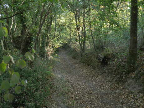 BAUGÉ - CIRCUIT DES FOUGÈRES