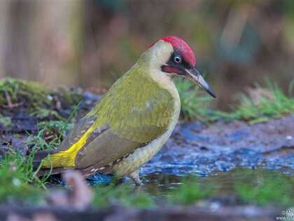 Atelier Becs et Plumes