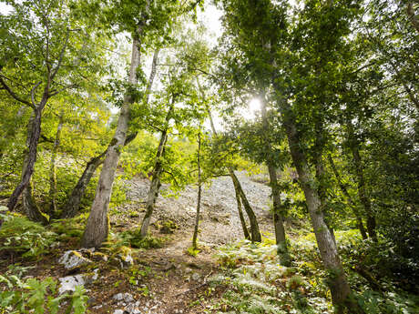 Trail - Le Tour des Alpes Mancelles