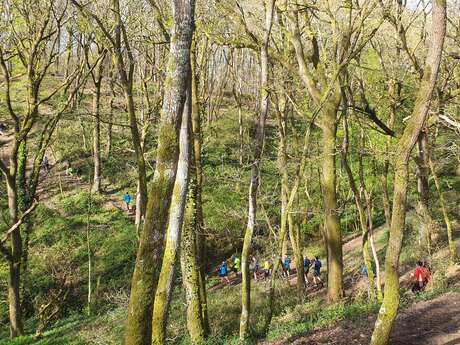 Un p'tit tour dans l'bois - Trail