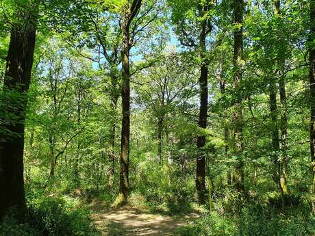 CIRCUIT VTT N°6 - LA BALINGUE