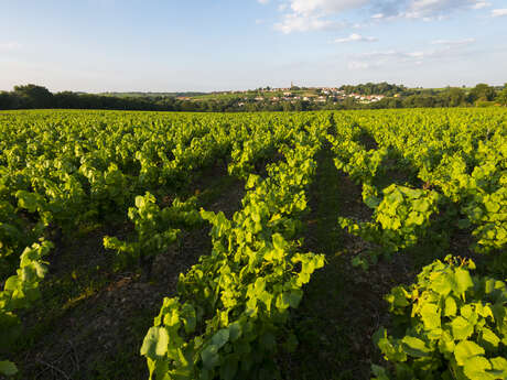 Boucle circuit vignoble du Bois Joly