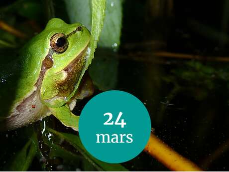 SORTIE AMPHIBIENS À MÉZERAY