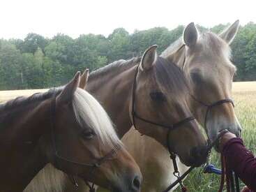 DECOUVRIR LES CHEVAUX AUTREMENT : EQUI SYNERGIE