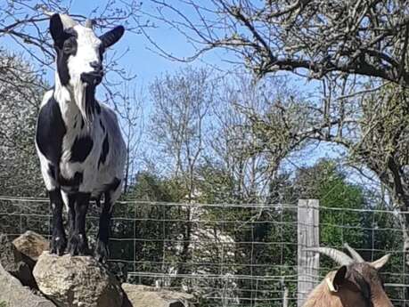DECOUVERTE DES ANIMAUX DE LA FERME A LA FERME D'OLIA