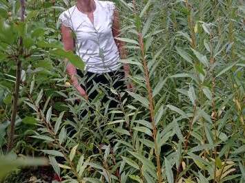 Atelier Soleil d'Osier