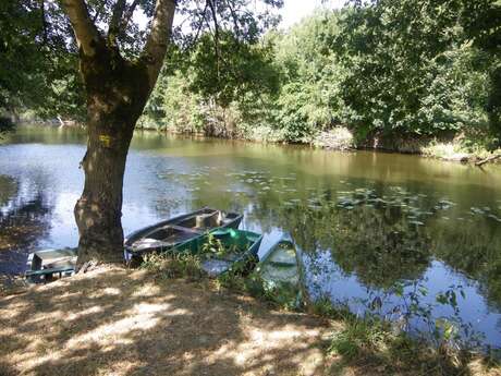 Vallée de la Maine à Aigrefeuille-sur-Maine