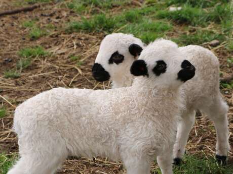 Journée de Pâques au Parc animalier -Journée tonte des moutons et chocolats de Pâques