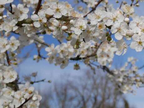 Randonnée pédestre Randoval