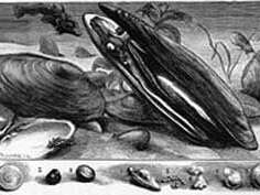 Conférence " des moules perlières dans nos rivières"