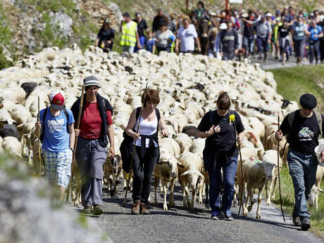Transhumance Rocamadour- Luzech : étape Crayssac - Luzech