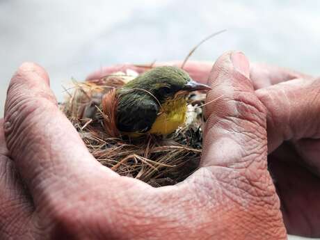 Nez à becs avec les oiseaux par l'association LPO