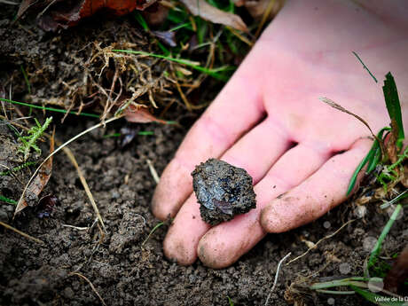 3ème Marché primé aux truffes