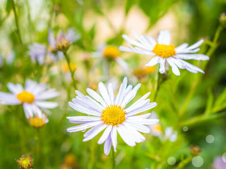 Découverte de notre escapade : fleurs cosmétiques