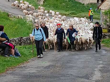 Repas de la Transhumance, à Séniergues