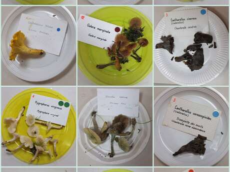 Journées mycologiques