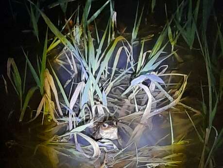 La Vie Amphibienne Nocturne