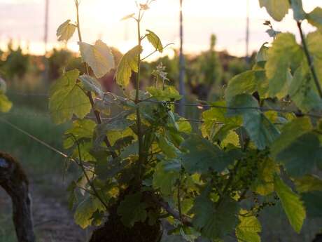 Clos du Fleur de Lysé