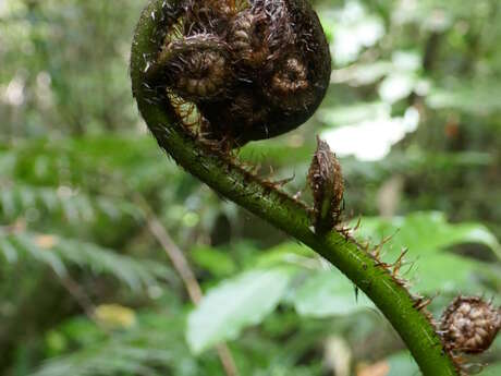 balade botanique en bord de Dordogne