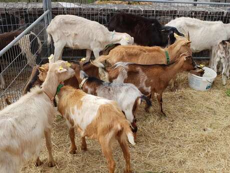 Foire aux Chèvres