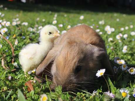 Journée de Pâques au Parc animalier - La chasse à l'oeuf d'or