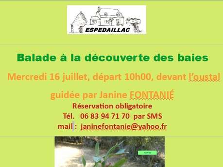 Balade à la découverte des baies