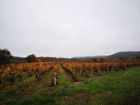 Circuit des vignes et des vergers