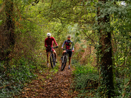 A la Découverte de la forêt