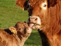 Bienvenue à la ferme - la Ferme de Luc