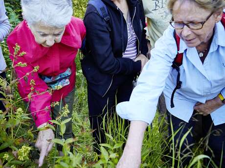 Adaptation : les plantes ont du génie