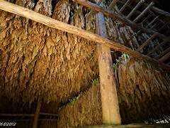 Conférences autour de la Culture du Tabac...je me souviens