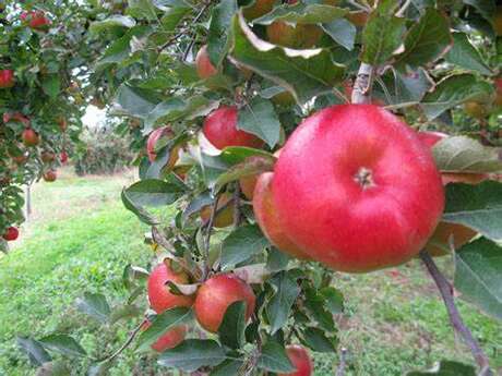 Vergers traditionnels & haies fruitières