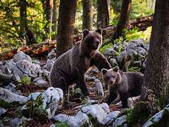 Nocturne "Mange avec les ours" au Parc animalier