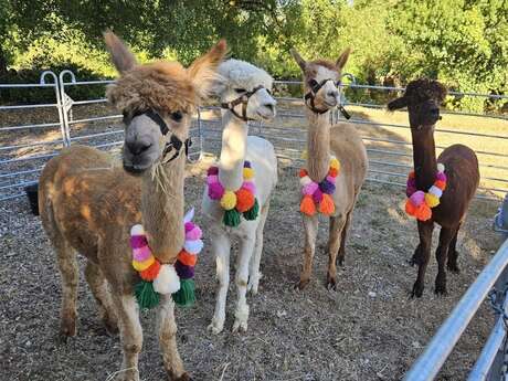 Les Alpacas de Fons