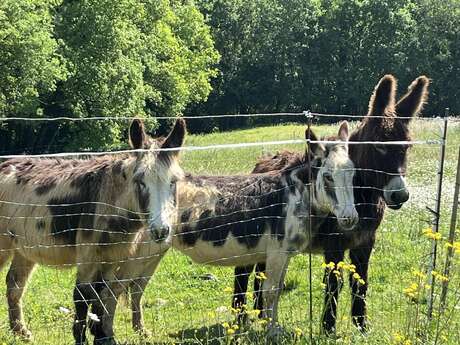 Ferme du Bourdicou