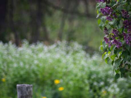 Balade Botanique avec Wawa