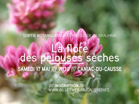 La flore des pelouses sèches