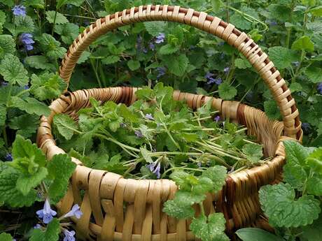 Atelier  saveur sauvages à  Marcilhac-sur-Célé