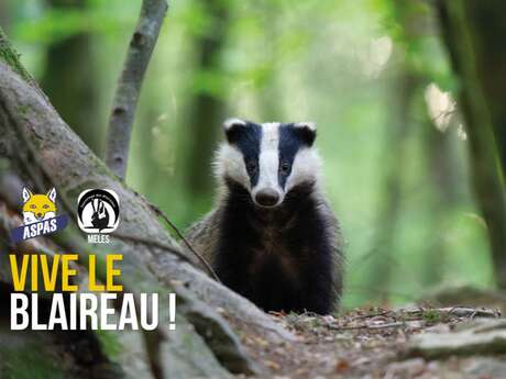 Vive les blaireaux ! au Parc animalier
