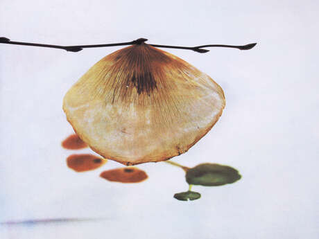Exposition "Affinités Biomorphiques" - Art Contemporain