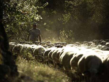 Fête de la brebis Balade sur le sentier de la brebis