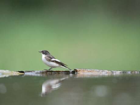 Sortie ornithologique autour de Beynat