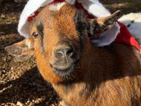 La Magie de Noël au Parc Animalier de Gramat