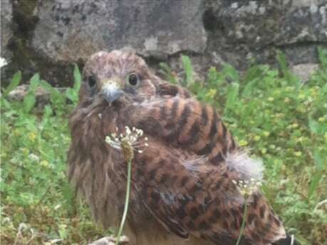 Nids de pâques au Château d’Assier
