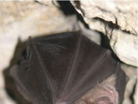 La nuit de la chauve-souris au Château d’Assier